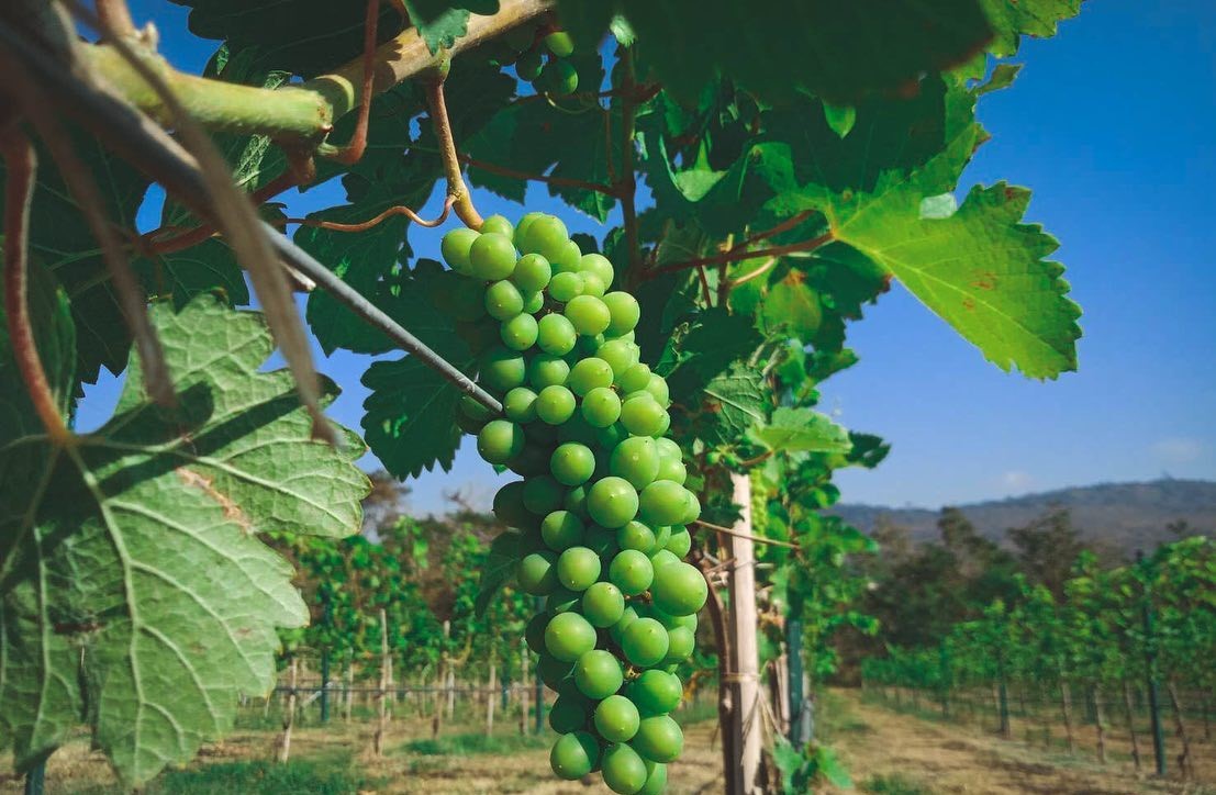 Village Farm & Winery