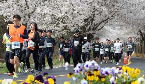 대전 벚꽃 축제, 대청호 벚꽃길 마라톤