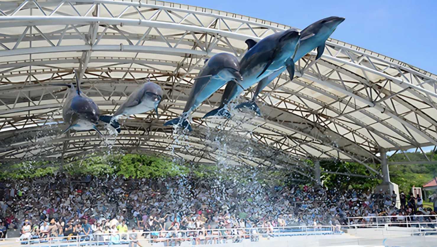 츄라우미 수족관 돌고래쇼