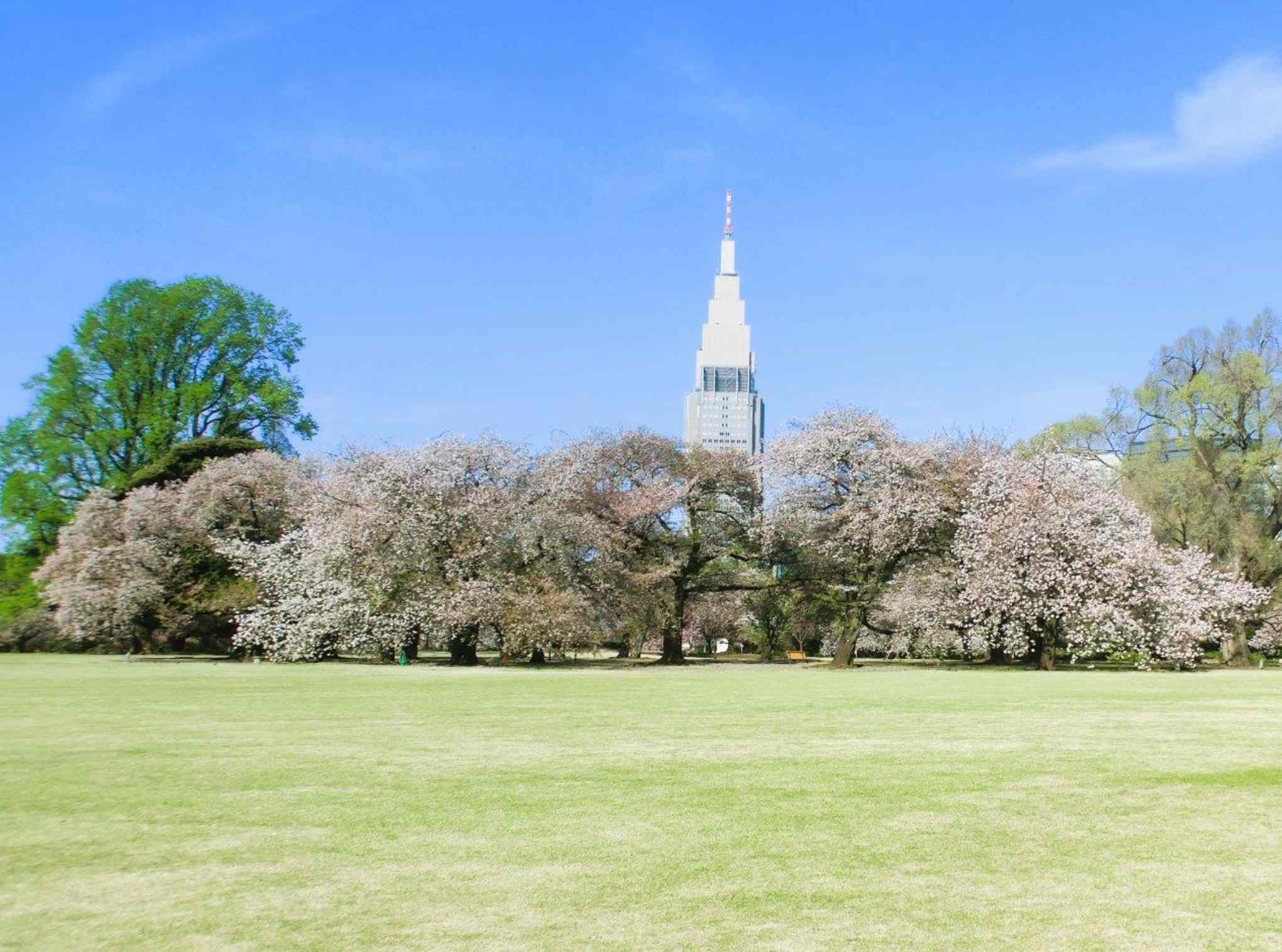 新宿御苑門票 草地