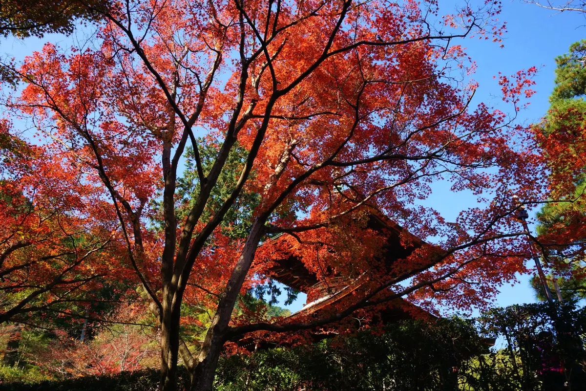 嵐山景點 #8|常寂光寺