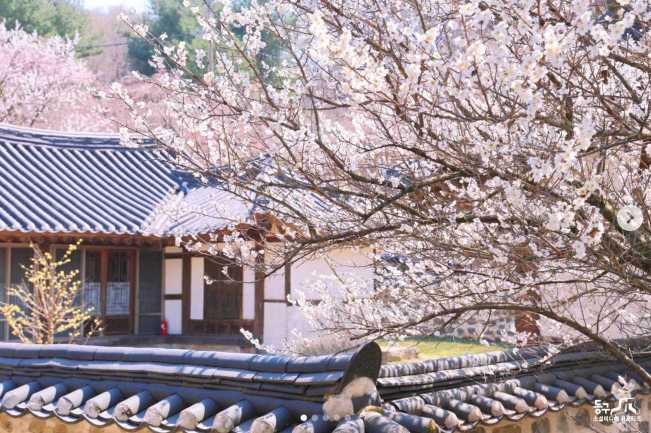 대전 벚꽃 명소, 우암사적공원