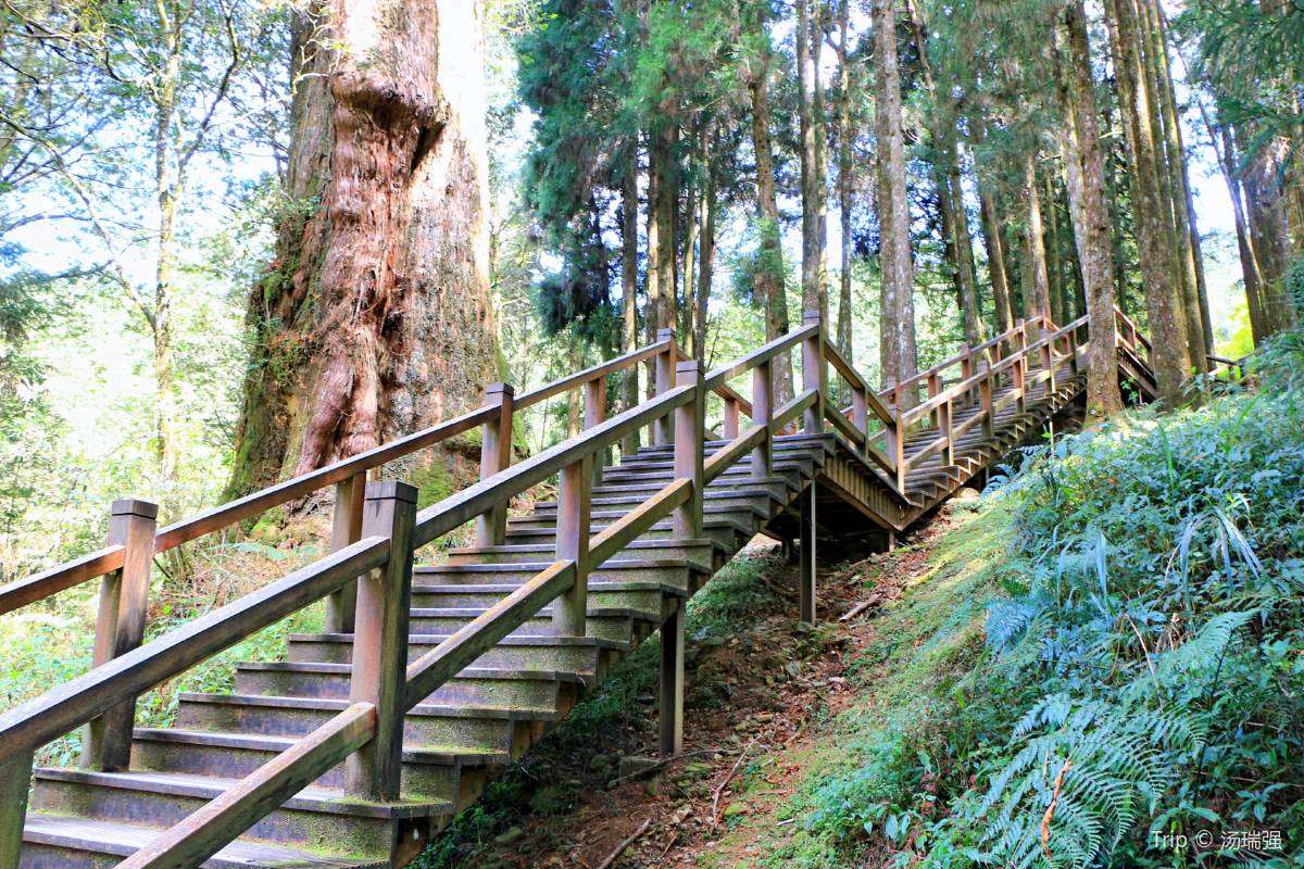 巨木群棧道