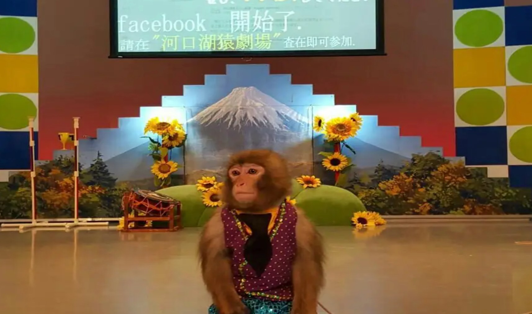 河口湖 | 河口湖猿猴劇場