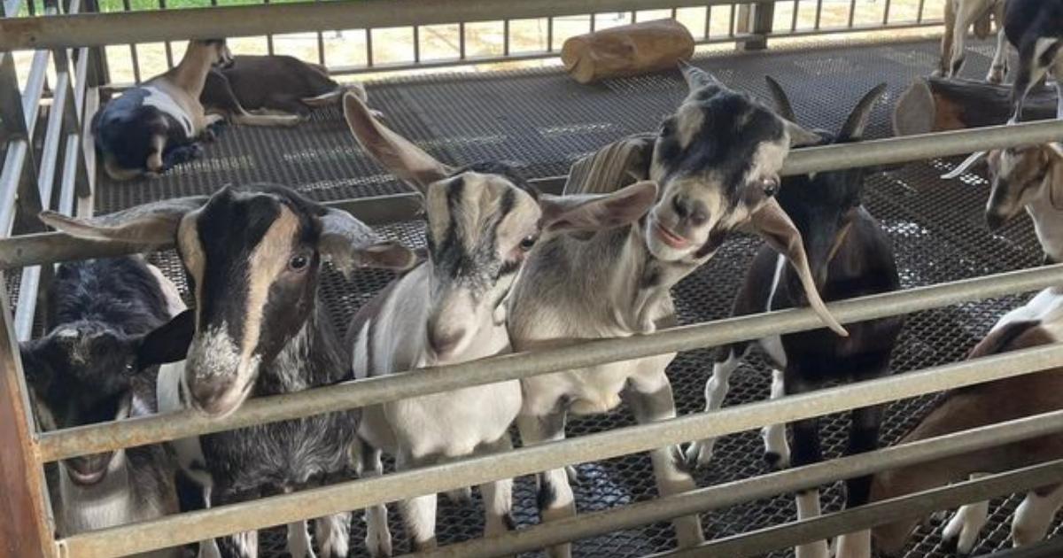 happy goats