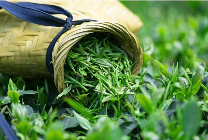 ชาหมอกและเมฆลู่ซาน