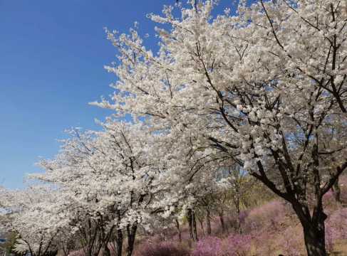 경기도 벚꽃 명소 추천