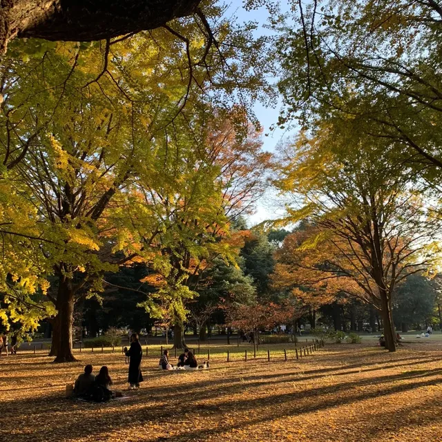 東京銀杏, 東京銀杏好去處, 代代木公園