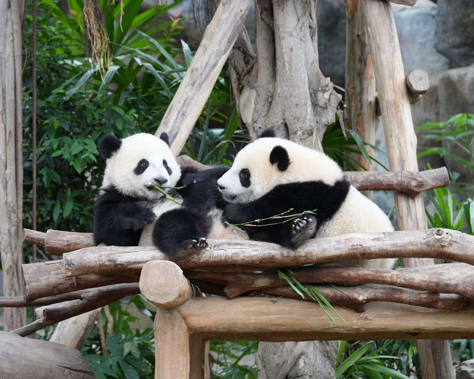 Панды в Ocean Park