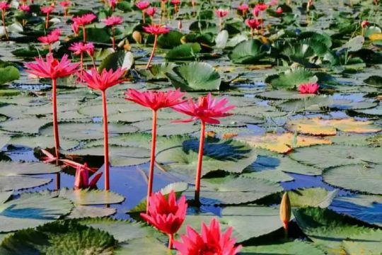 ทุ่งบัวแดง นครนายก