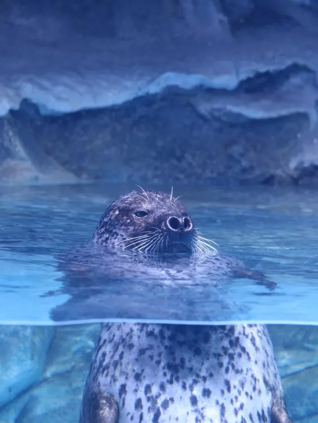 小梅沙海洋世界