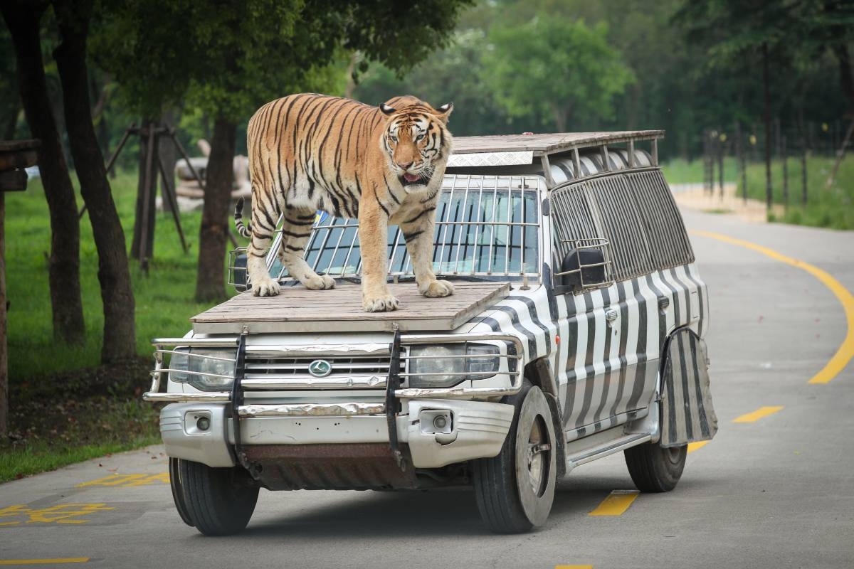上海野生動物園｜動物展區 車入區
