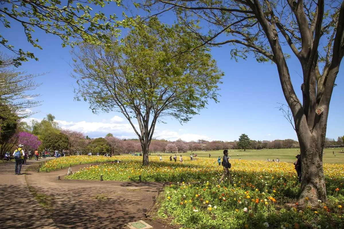 國營昭和紀念公園