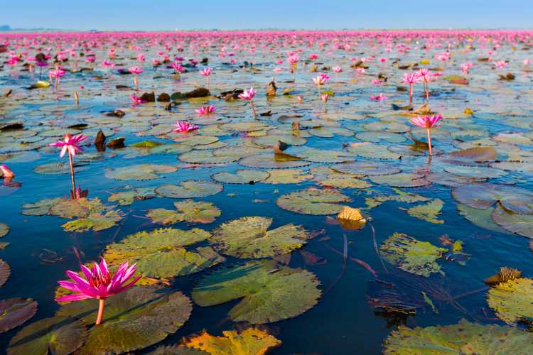 ทะเลบัวแดง อุดรธานี