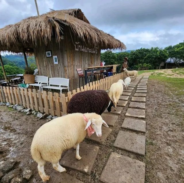 บ้านแกะแม่ขิ