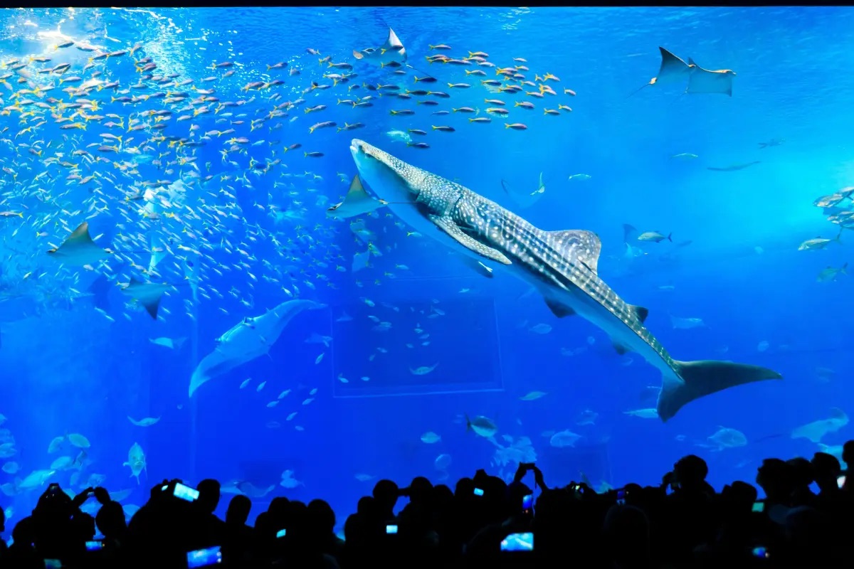 沖繩景點 #1 美麗海水族館