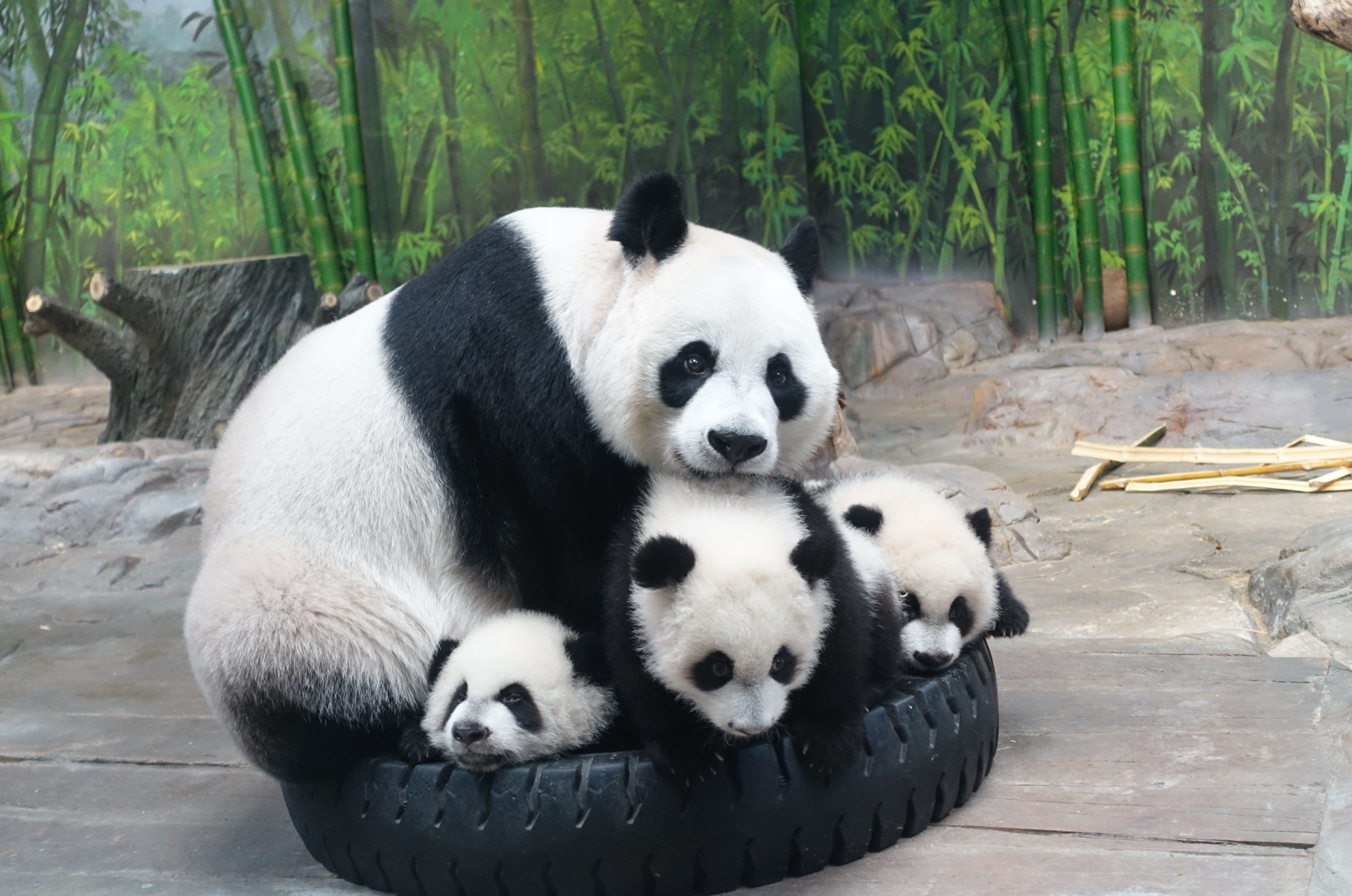 長隆野生動物世界｜步行區