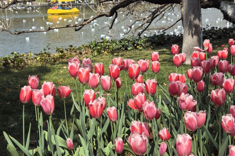 เที่ยวคุนหมิงในฤดูใบไม้ผลิ