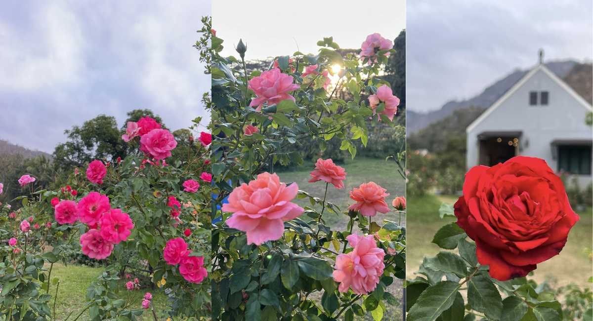 สวนกุหลาบกลางพนา - ที่เที่ยววังน้ำเขียว