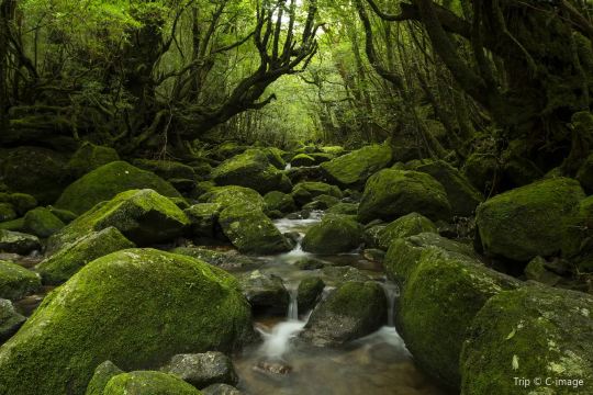 屋久島簡介