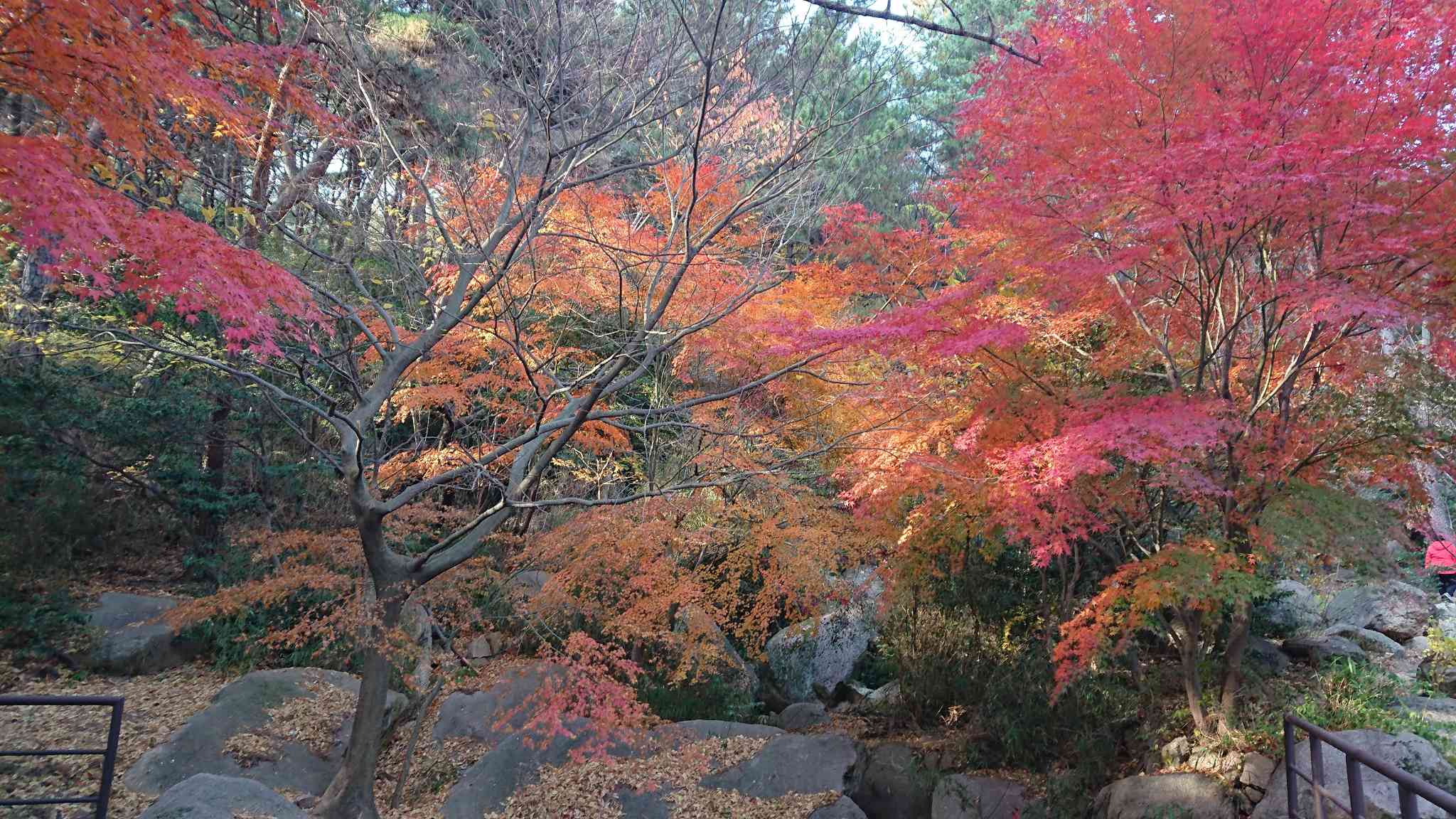金剛公園