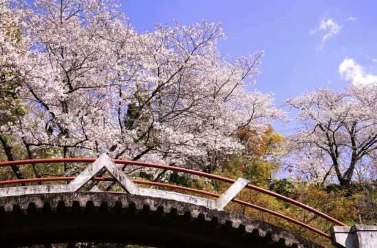 구마모토 벚꽃 추천