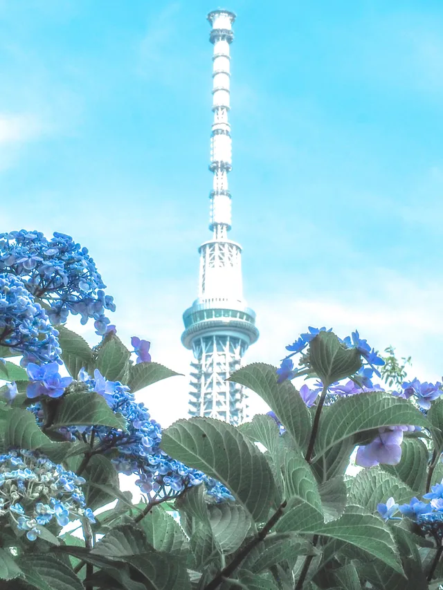 日本繡球花名所 #2 東京 台東區立隅田公園繡球花之路