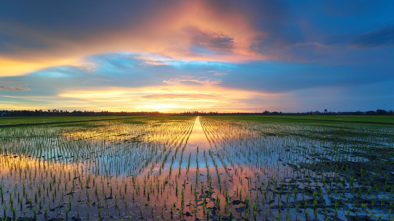 The rice fields in the evening as the sun sets