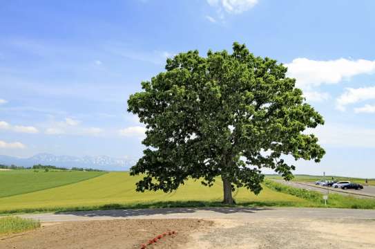 삿포로에서 비에이 여름
