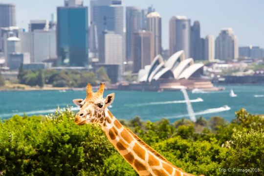 Opal Cards for Children, Seniors and Concession Travellers