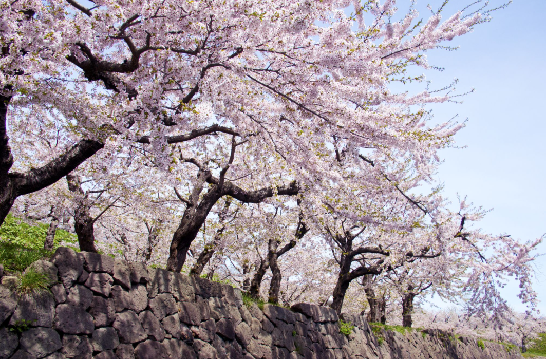 北海道賞櫻景點 #2 圓山公園|札幌