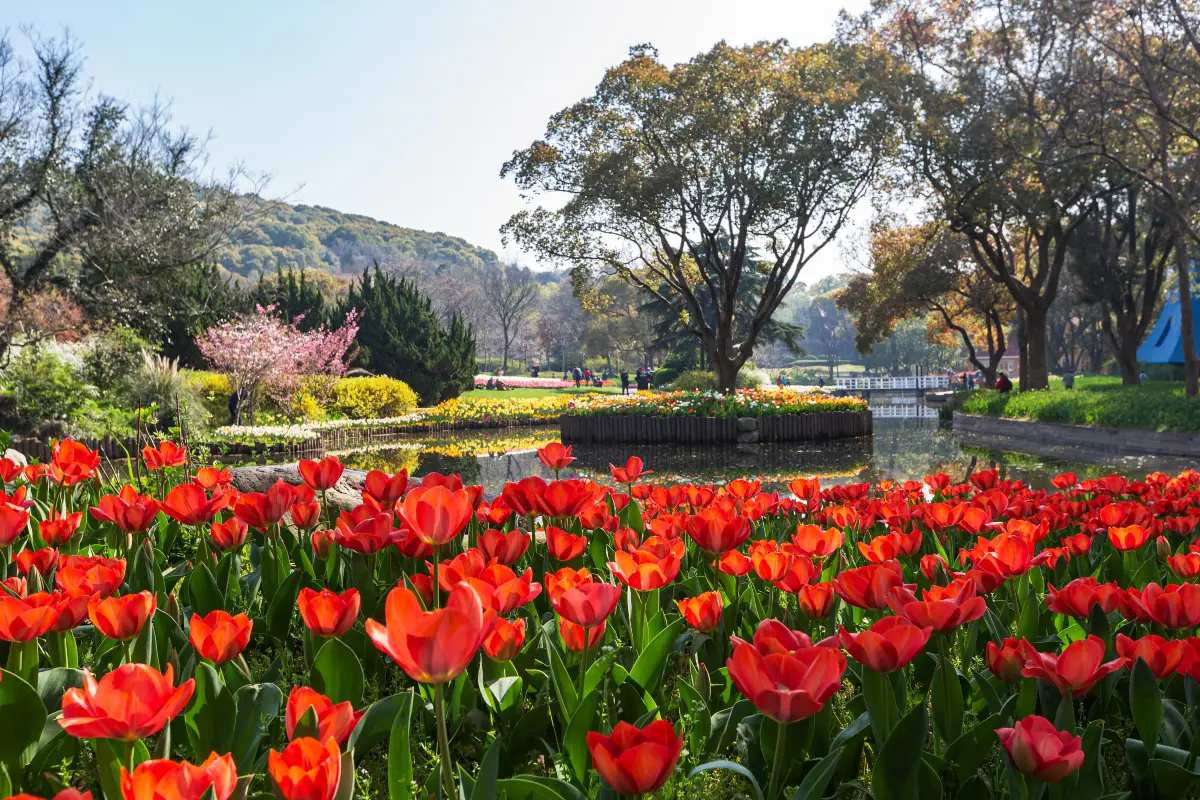 萬博紀念公園鬱金香