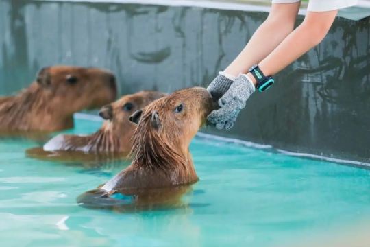 Lollypet萌寵樂園