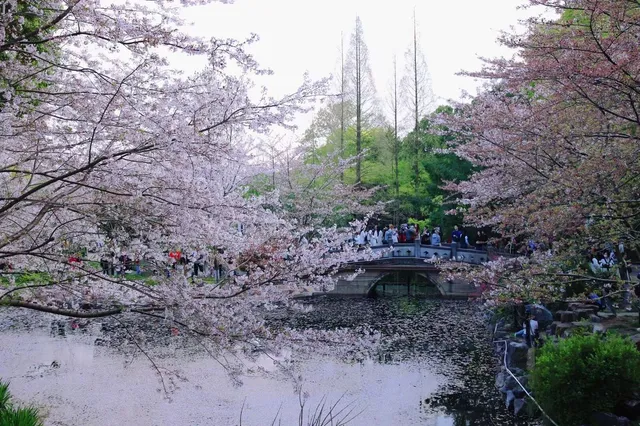 上海櫻花, 辰山植物園