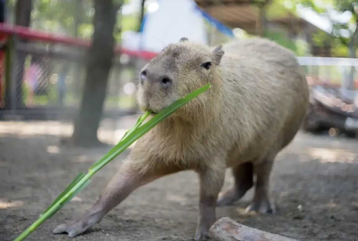 頑皮世界野生動物園 