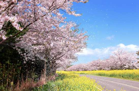 3월 축제 유채꽃