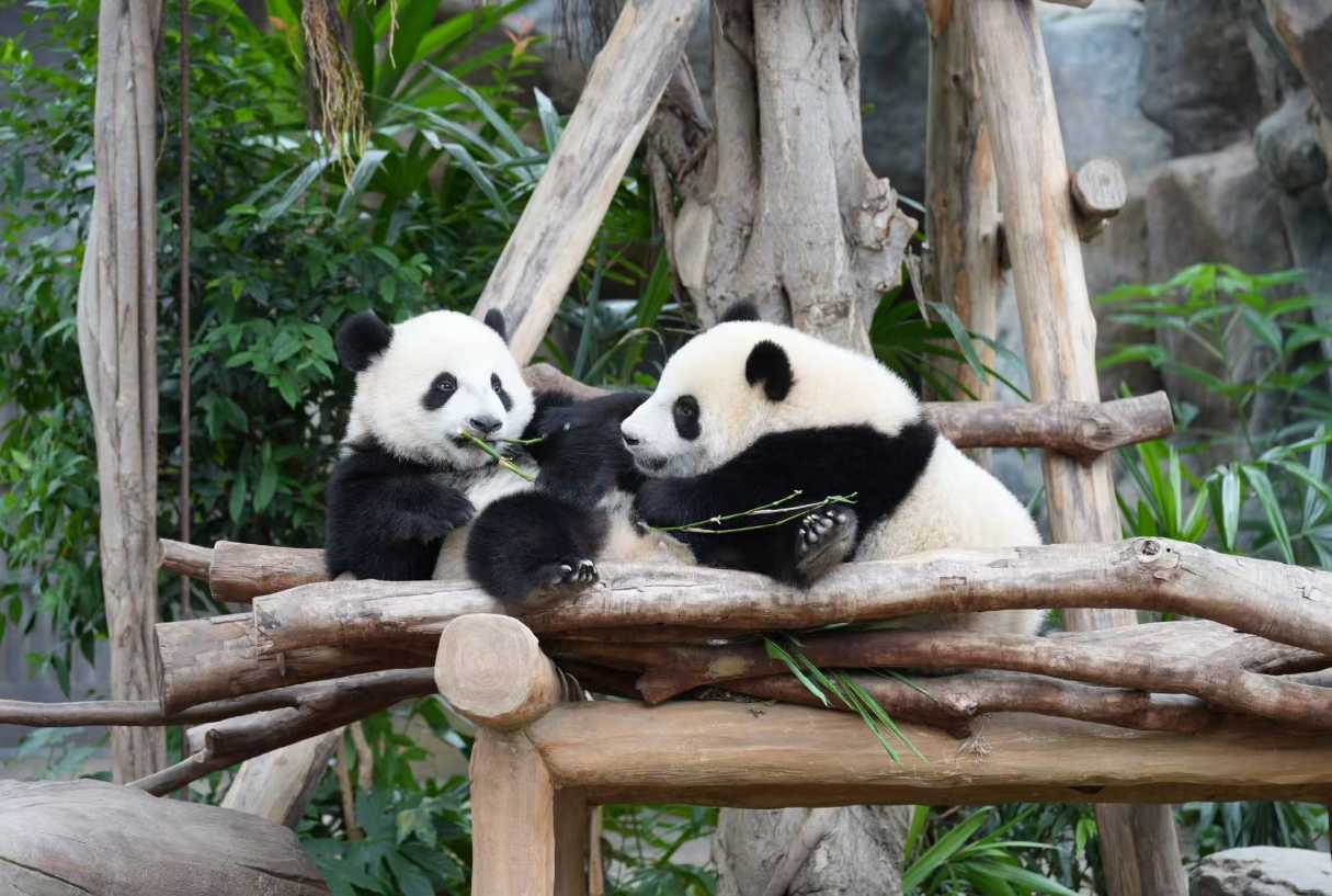 พาลูกเที่ยวฮ่องกง