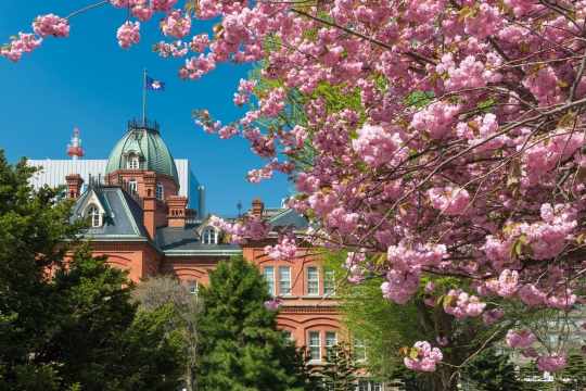 삿포로 벚꽃 여행