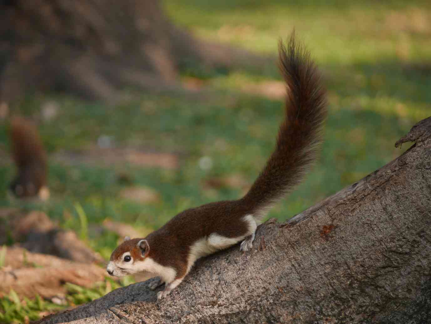 ทักทายกระรอกแสนเชื่อง