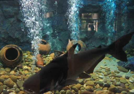 สถานแสดงพันธุ์สัตว์น้ำกรุงเทพฯ (Bangkok Aquarium - ม.เกษตร)