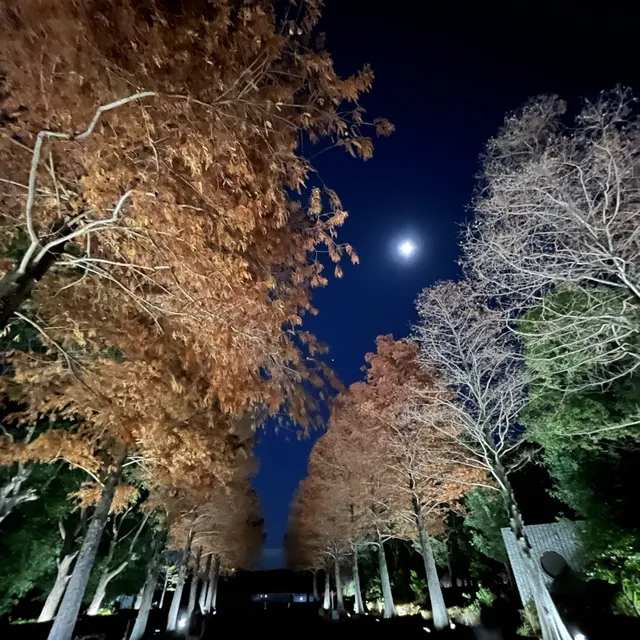 東京銀杏, 日本其他銀杏景點推介, 長居植物園