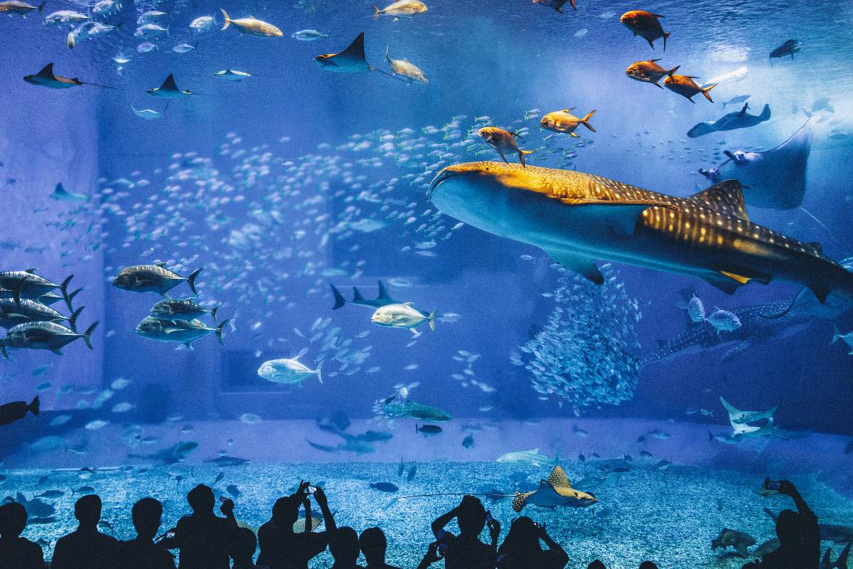 오키나와 맛집 츄라우미 수족관