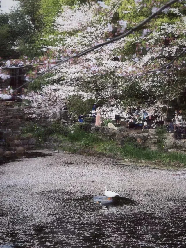 上海櫻花, 虹口足球場