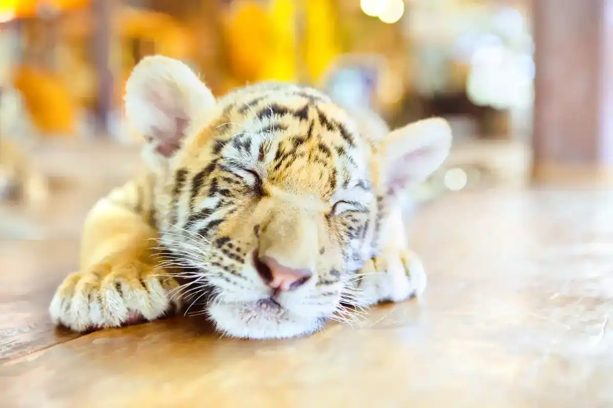 Samui Aquarium & Tiger Zoo