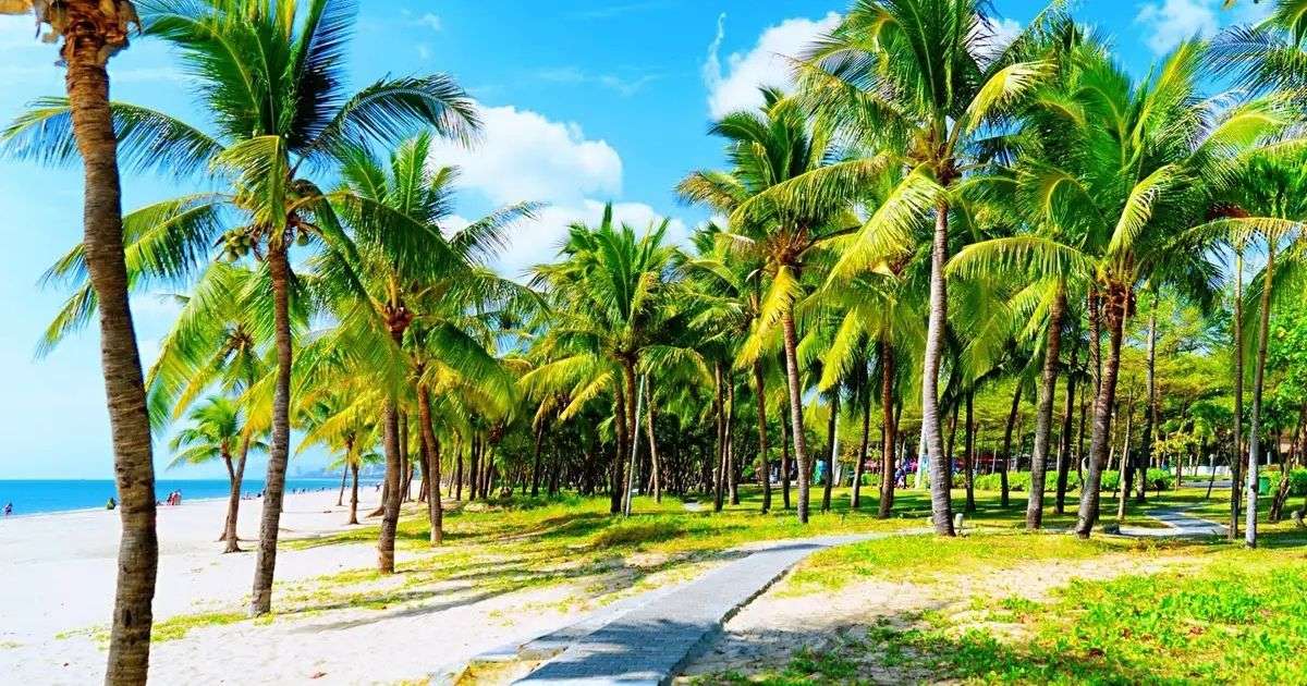 Paseo junto al mar rodeado de cocoteros en el Coconut Dream Corridor de Sanya.