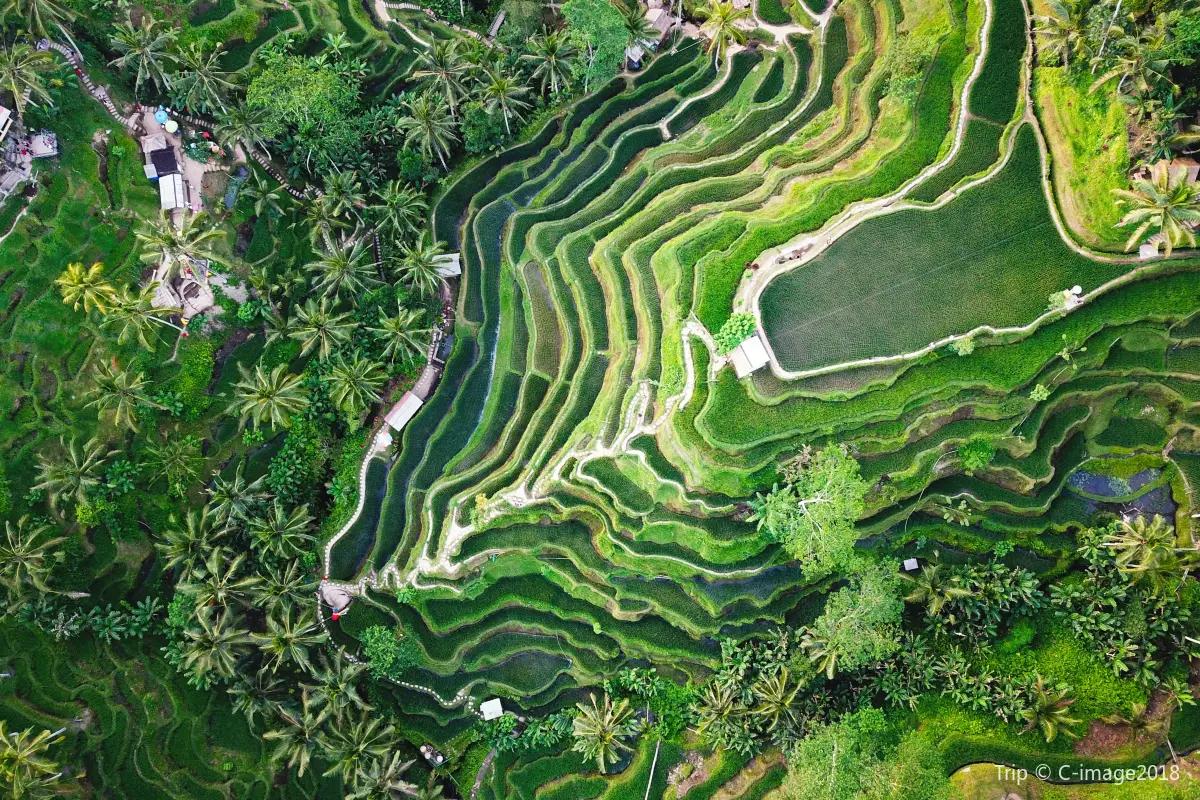 Tegallalang Rice Terraces