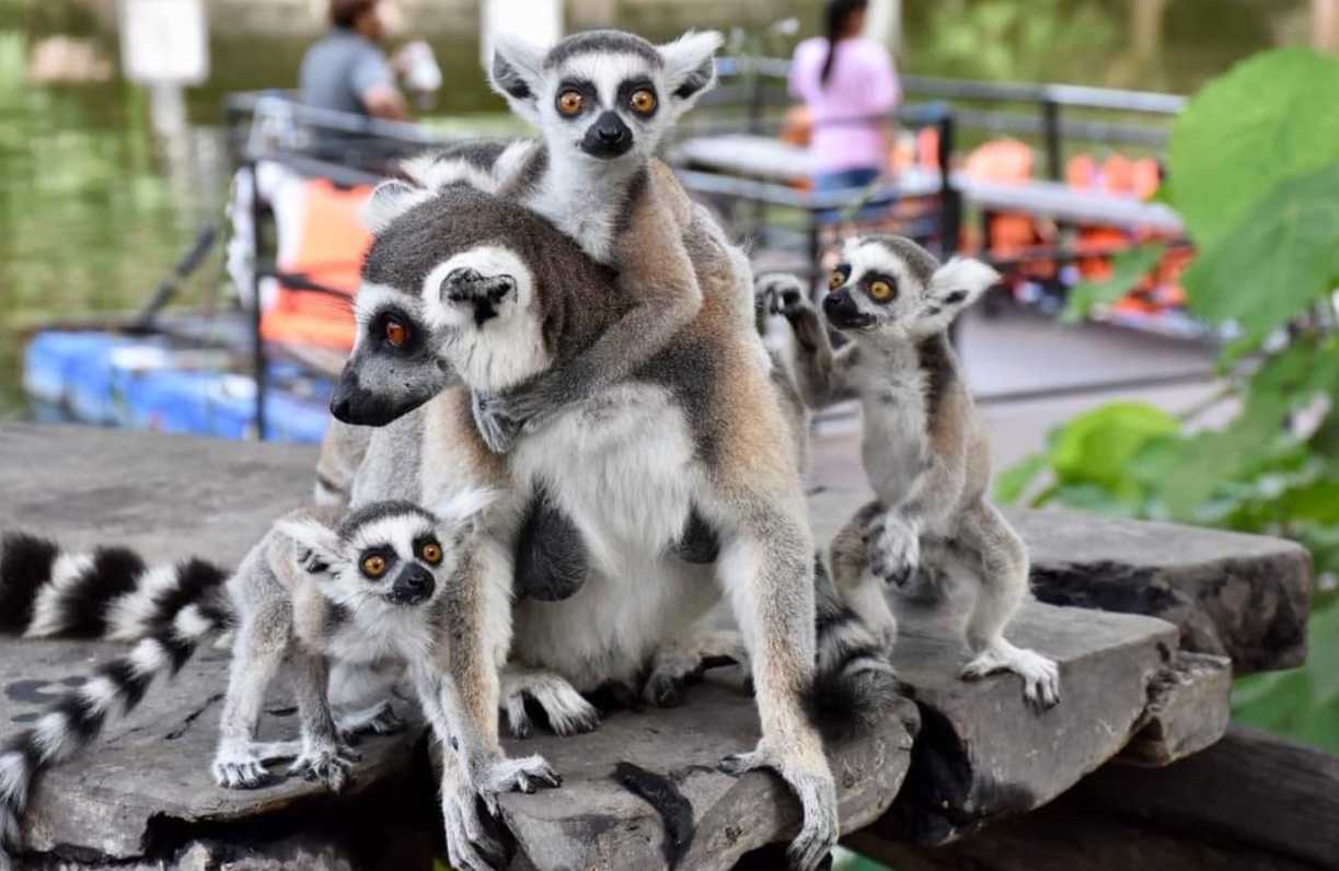 เกาะลีเมอร์หางแหวน - สวนสัตว์เปิดเขาเขียว