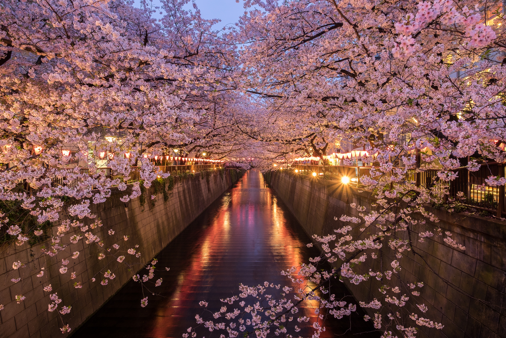 關東賞櫻景點 #3 目黑川|東京