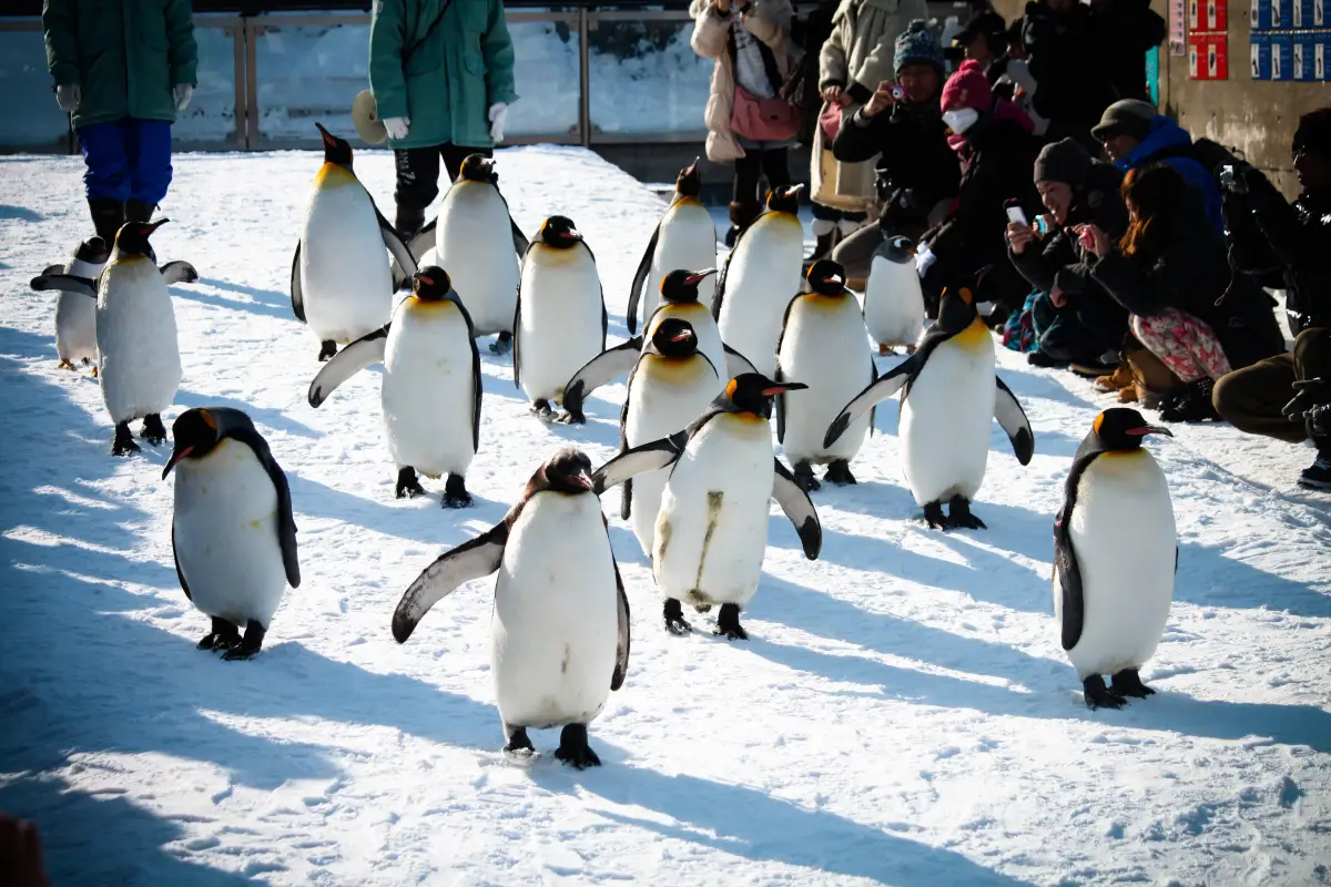 สวนสัตว์อาซาฮิยามะ