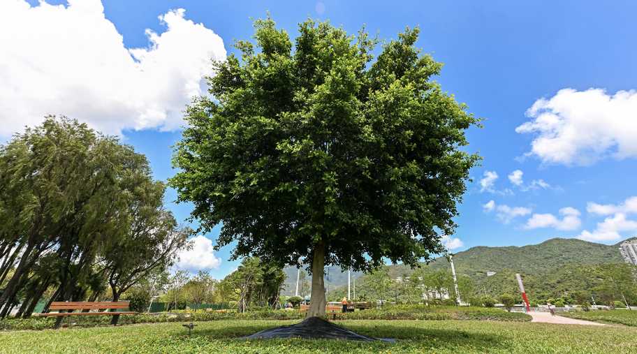 沙田馬場 彭福公園
